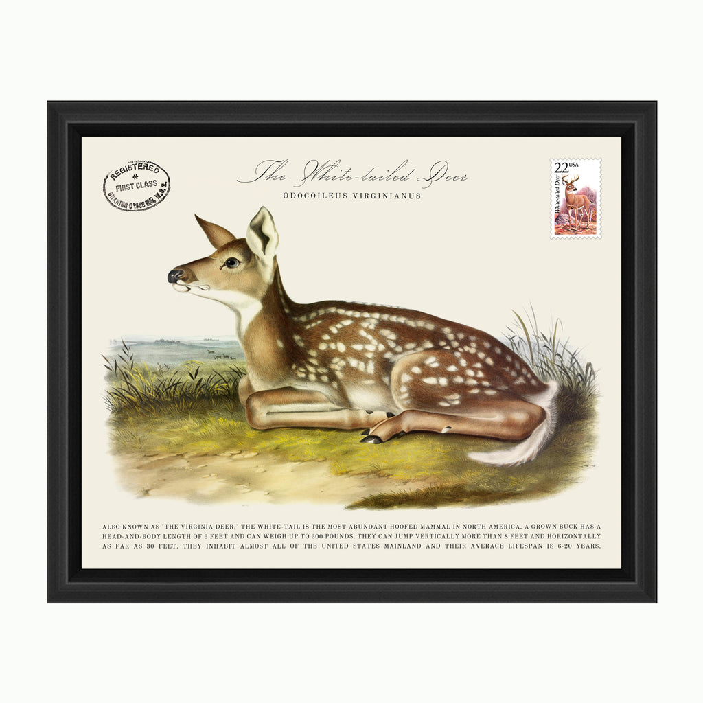 The White tailed Deer-Art-Montana Arts & Home