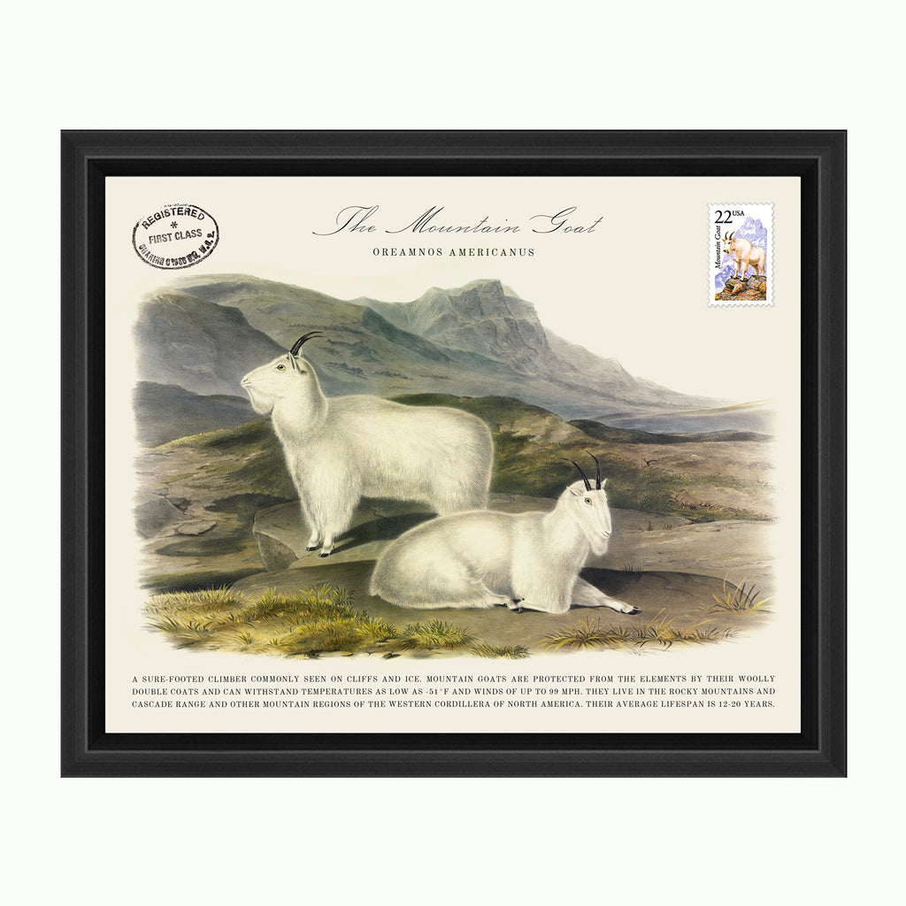 The Mountain Goat-Art-Montana Arts & Home