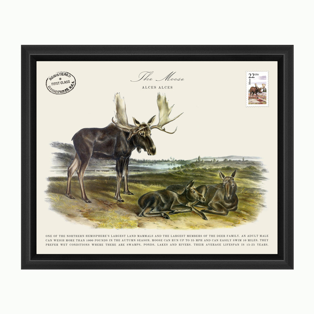 The Moose-Art-Montana Arts & Home