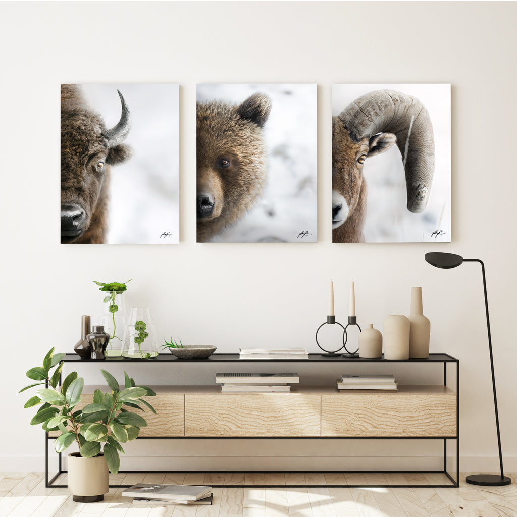 Vertical Wildlife Photography of bison,bear,big horn sheep