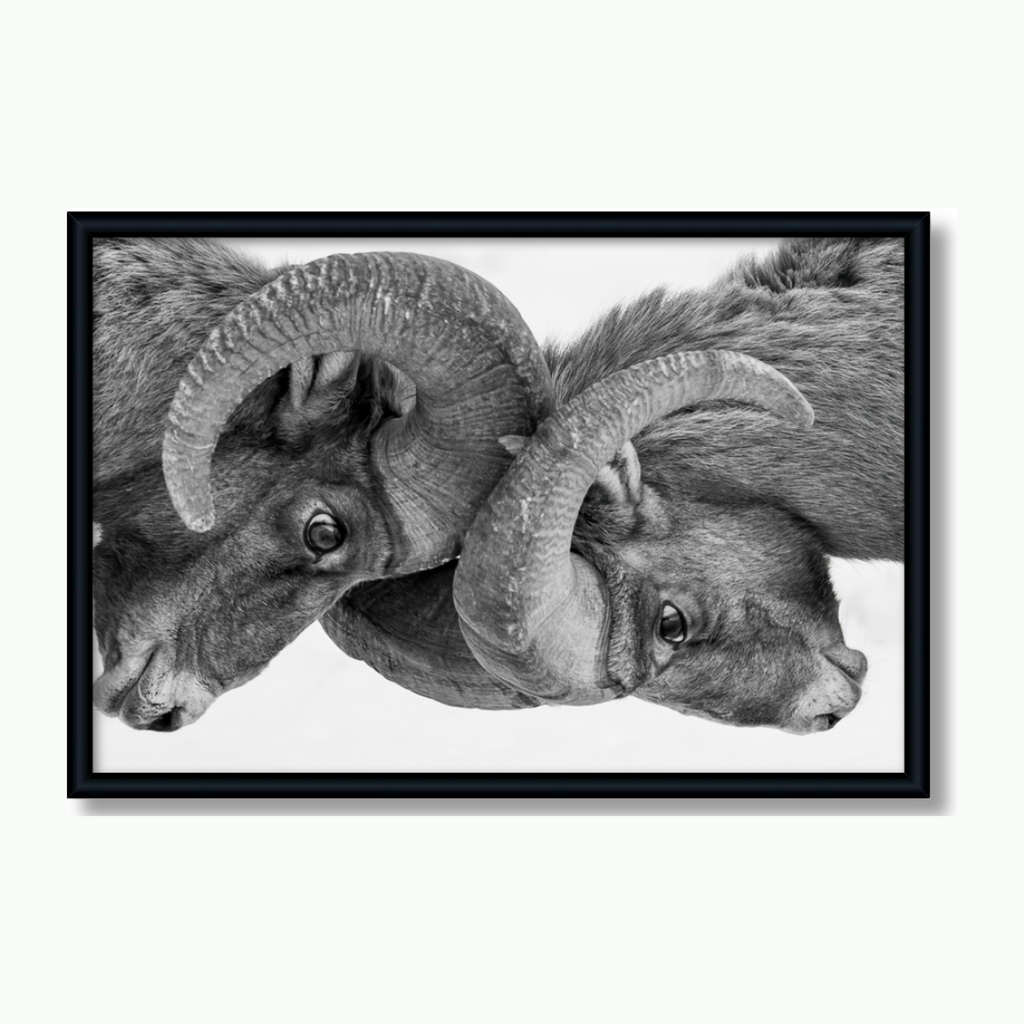 Wildlife photograph of two bighorn sheep crashing and fighting