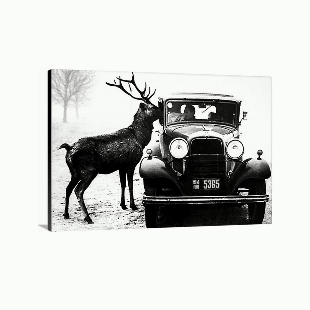 Begging Stag-Art-Montana Arts & Home