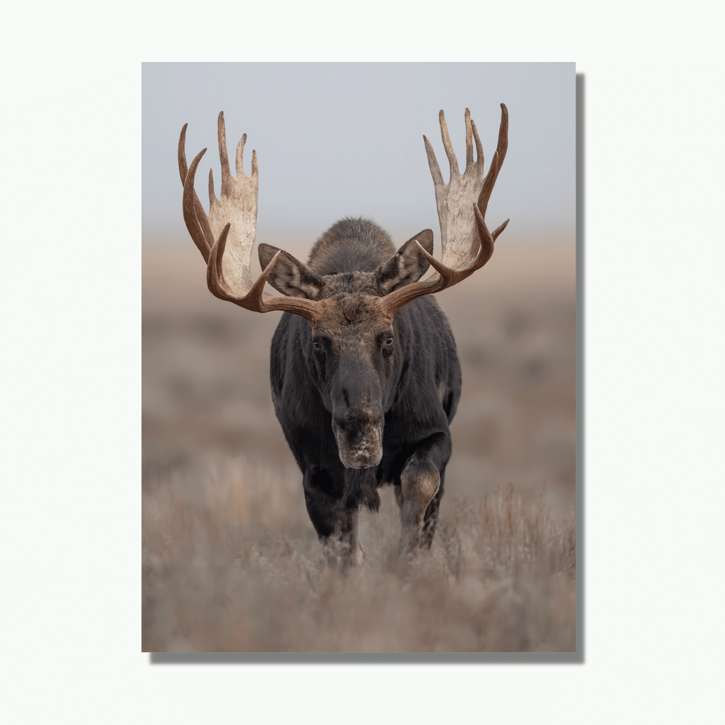 This wildlife photograph shows a bull moose preparing to charge in Grand Teton National Park